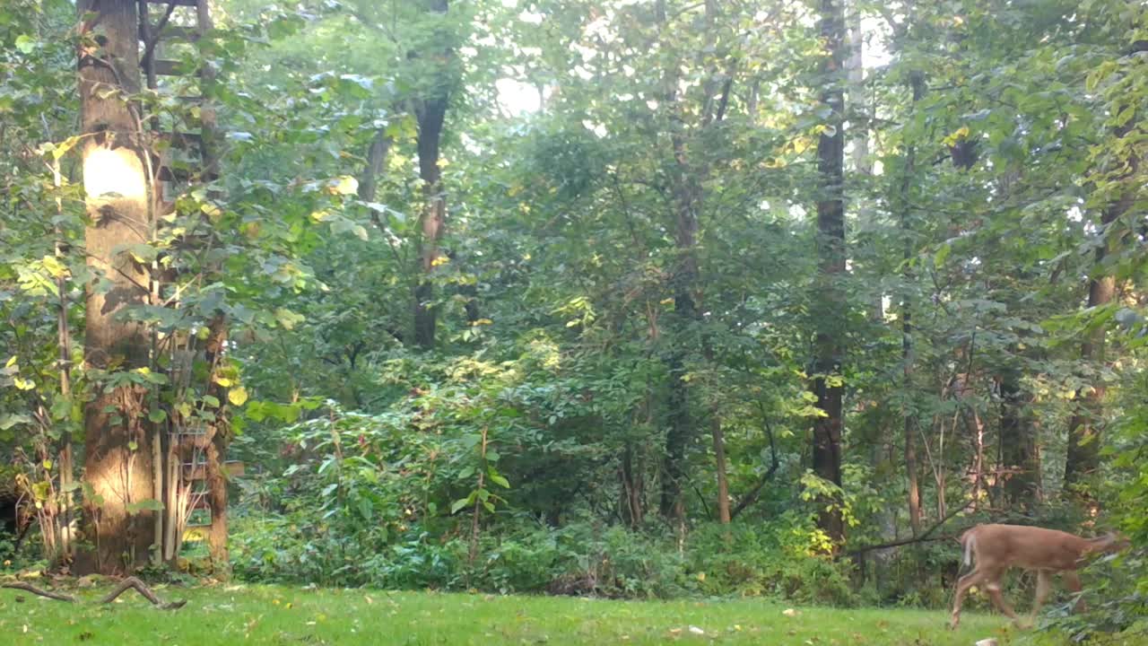 하 ⁇   ⁇ 리 새끼 두 마리가 가을 초 상부 중서부의 숲에서 조심스럽게  ⁇ 고 있습니다.