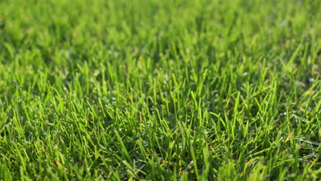 Lush-green-grass-on-the-lawn,-trimmed-evenly.-Slider-shot