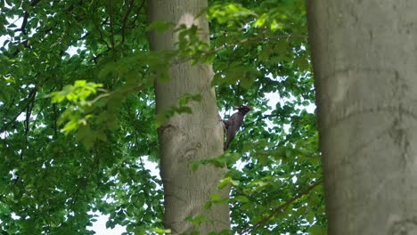 Schwarzspecht-Auf-Baumstamm-Im-Grünen-Sommerwald