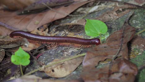 milpiés gigante asiático o milpiés rojo asiático arrastrándose sobre hojas secas en la selva tropical