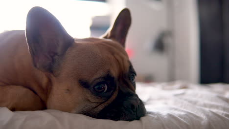 portrait shot of tired french bulldog sleeping on bed at home during sunlight - prick up ears