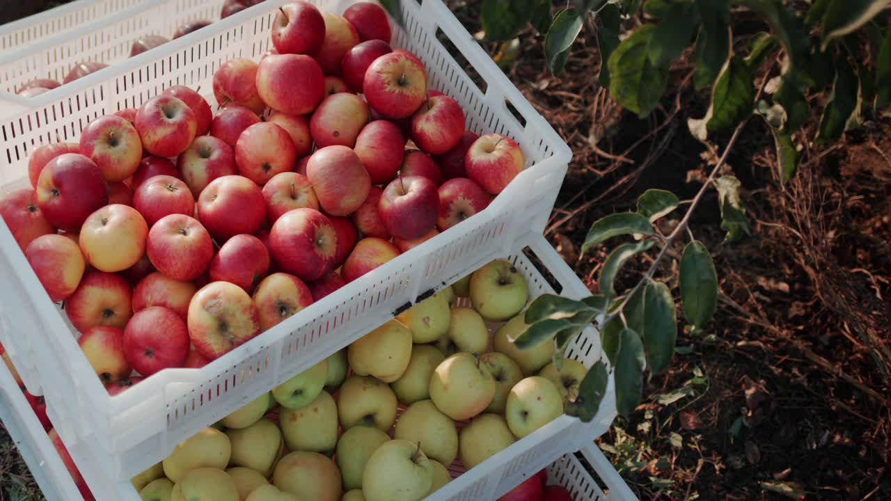 cajas con manzanas recién recolectadas debajo de un árbol en el jardín 2