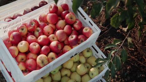 Cajas-Con-Manzanas-Recién-Recolectadas-Debajo-De-Un-árbol-En-El-Jardín-2