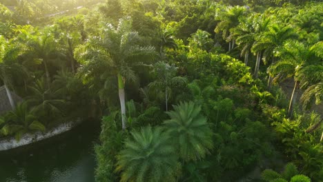 muchas palmeras en vista aérea de florida