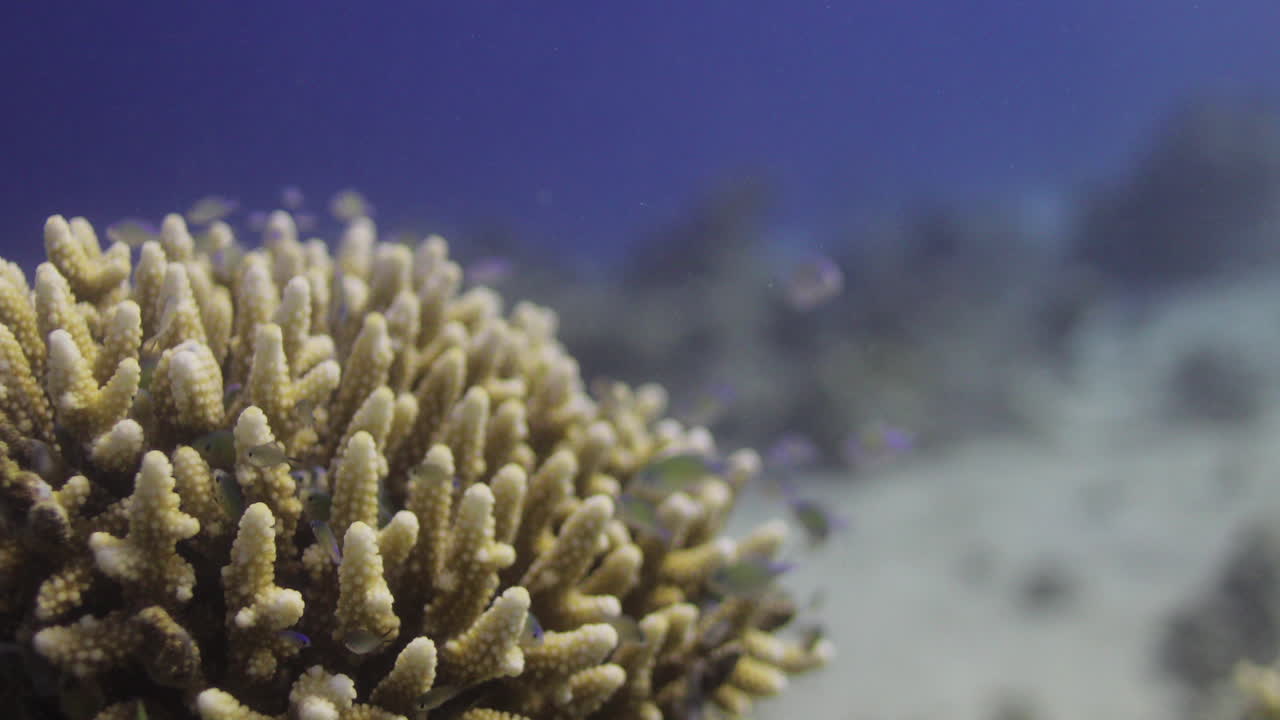 Acropora coral in the Reef, known as table coral, elkhorn coral, and staghorn coral