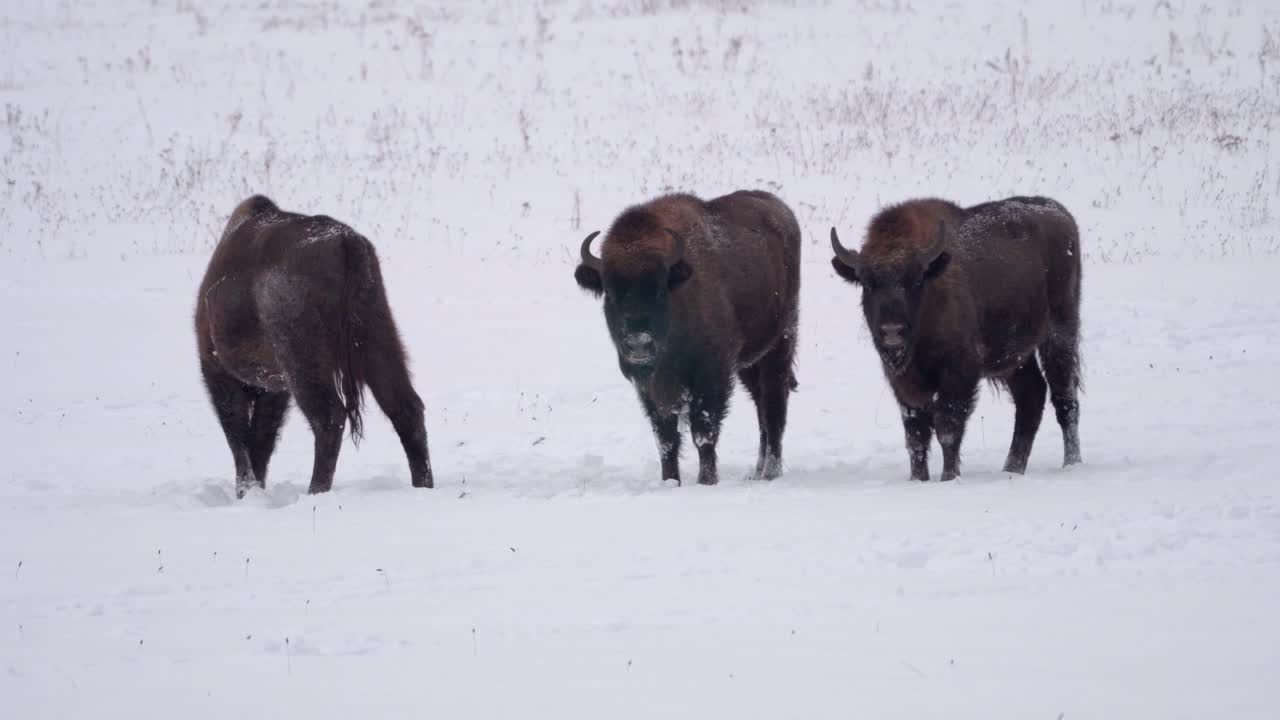 grupo de tres jóvenes bisontes europeos salvajes en el bosque del parque nacional de bialowieca, polonia en invierno