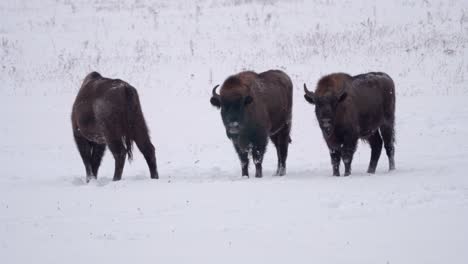 grouo of three wild young european bison in the forest of bialowieca national park, poland at winter