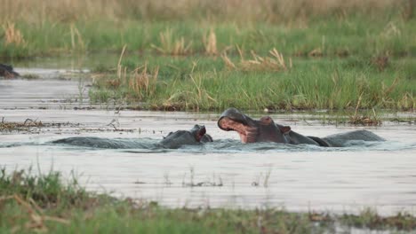 slow motion clip of two hippos fighting in the khwai river, botswana.