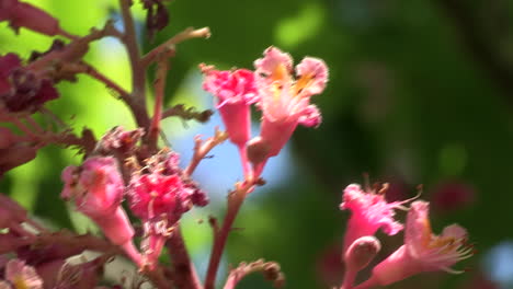 Close-up-of-pink-flower-of-Indian-chestnut-with-blurred-green-leaves-background