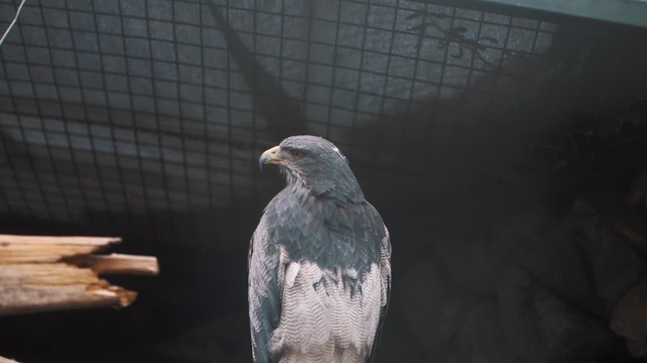 Close up macro of a grey hawk, sitting on a branch, inside of a cage in Cuenca, Ecuador.  Leucopternis princeps)