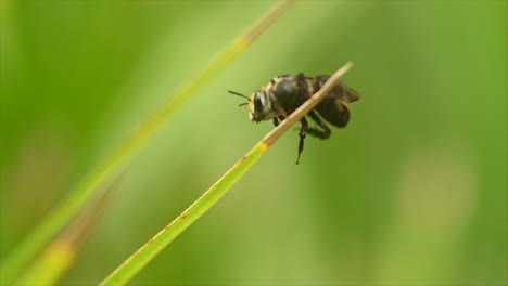 Makro---Nahaufnahme-Einer-Einzelnen-Biene,-Die-Auf-Einem-Dünnen-Blatt-Mit-Unscharfem-Grünem-Hintergrund-Steht