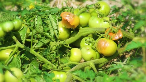 tomates orgánicos podridos plagados de enfermedades e insectos