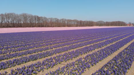 campo con flores de jacinto en los países bajos - toma aérea de drones