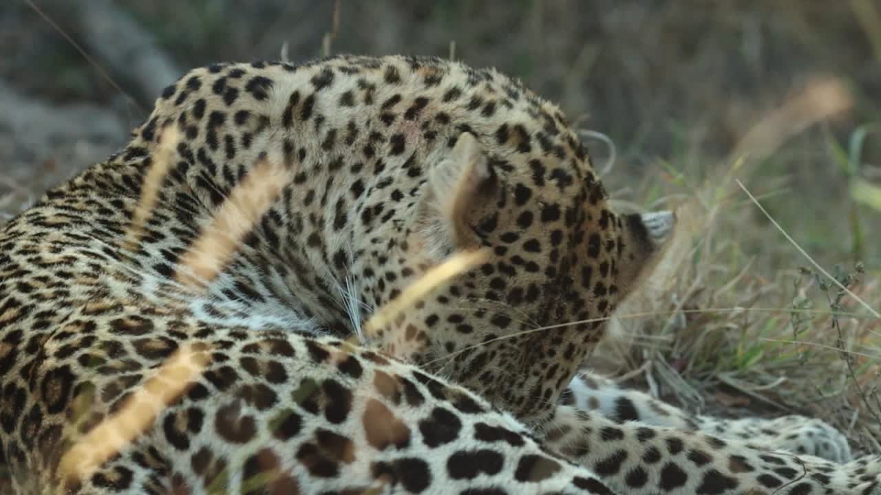 una toma mediana de un leopardo adulto acicalándose en la naturaleza del gran kruger