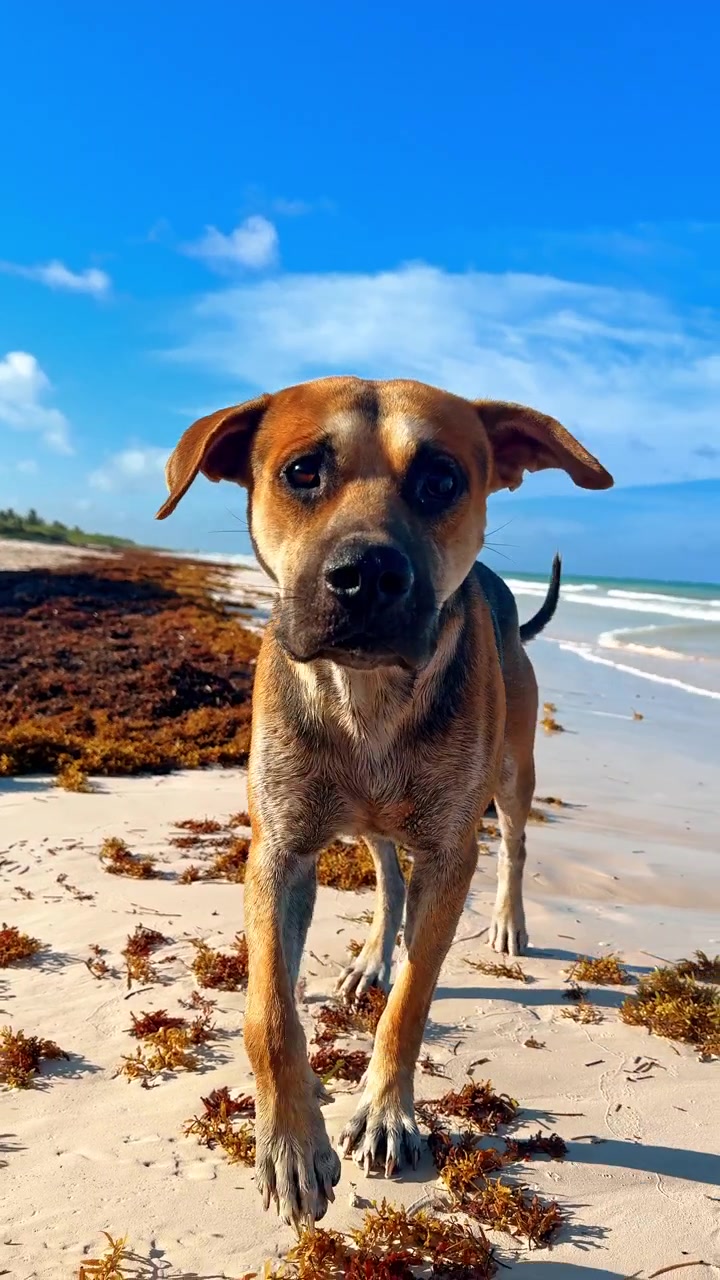 Dog walks along the beach near the water with clouds in the sky. A dog walks on the sand at the beach with waves nearby and a blue sky above.