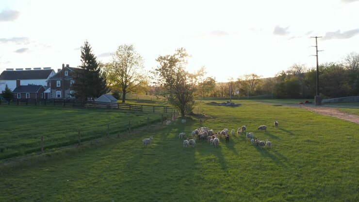 Schafherde rennt über grüne Wiese und Weide, dem Sonnenaufgang entgegen