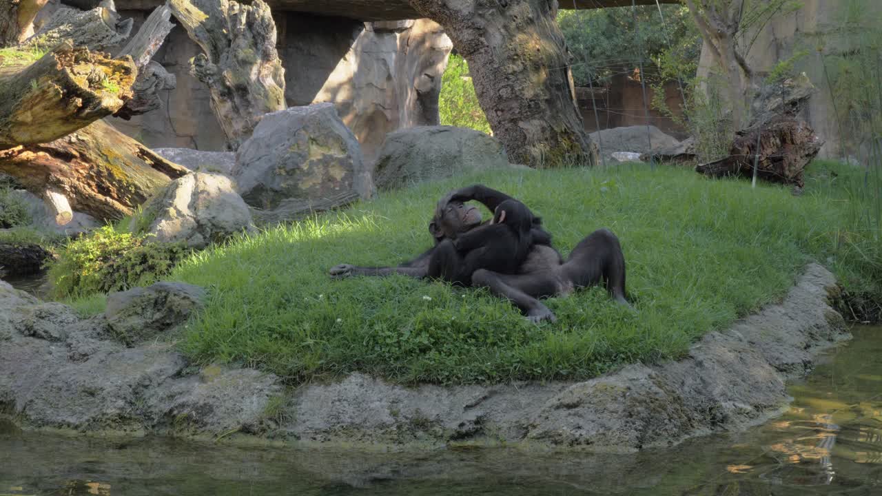 una bonita familia de chimpancés descansando