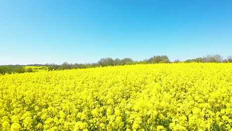 árboles-Verdes-Que-Bordean-Un-Campo-De-Canola-De-Color-Amarillo-Brillante-Desde-Arriba