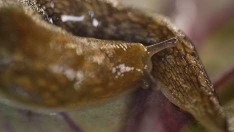 close-up of a terrestrial slug