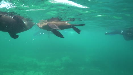 good underwater shot of a seals playing and diving with snorkelers and scuba divers off the coast of south africa 1