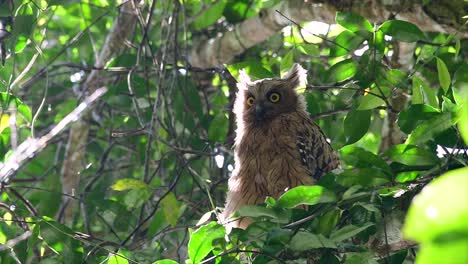 The-Buffy-Fish-Owl-is-a-big-owl-and-yet-the-smallest-among-the-four-Fish-Owls