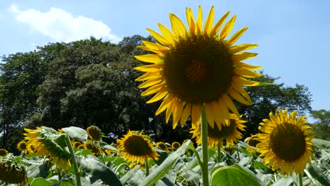 campos de girasoles en tokio, japón