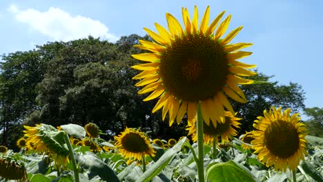 sunflower fields in tokyo, japan