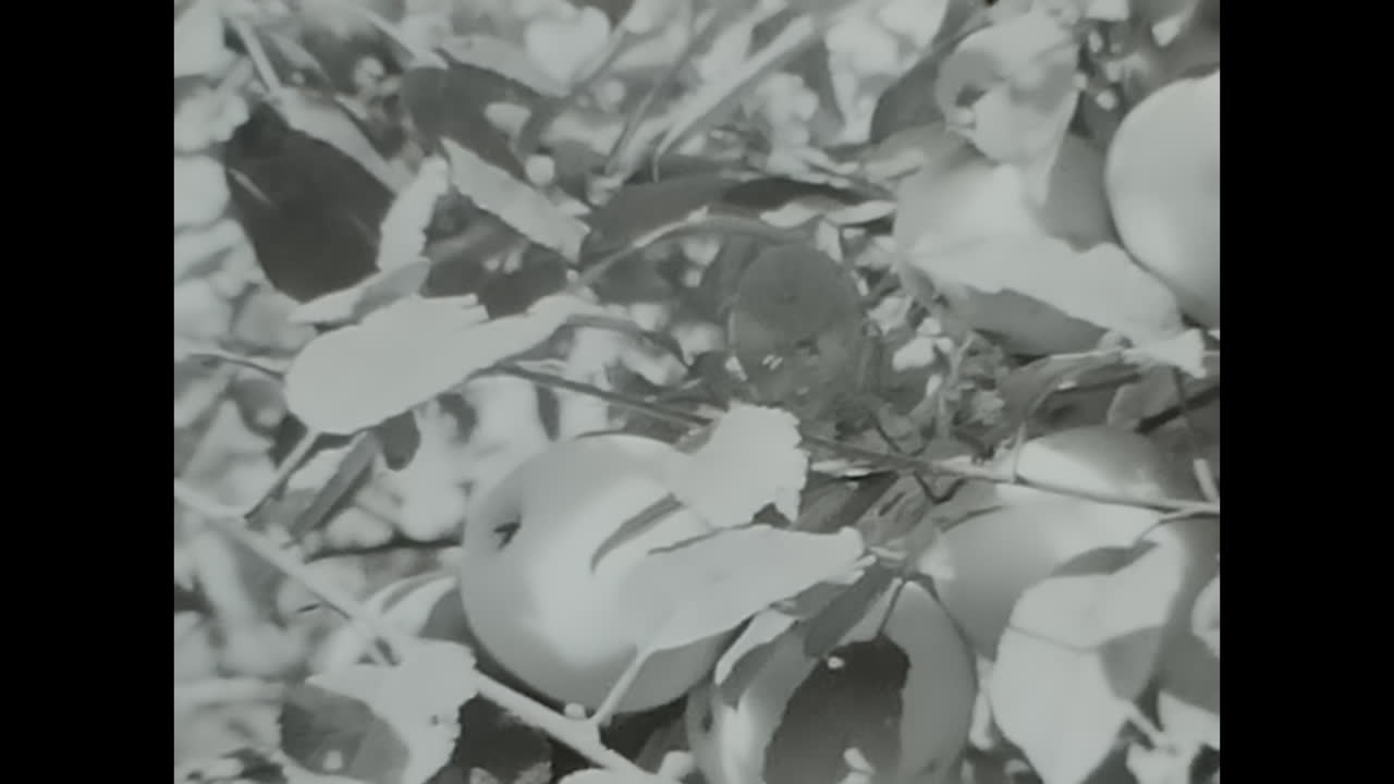 Two Women Standing on Stools in Front of a Tree harvest of apples. CIRCA USSR 1970: Two women in the Soviet Union standing on stools in front of a tree harvest of apples.