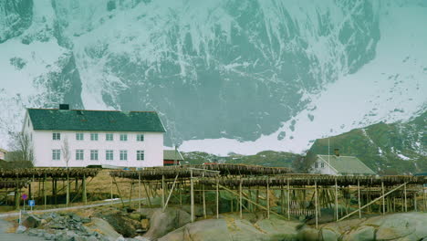 Stockfish-on-the-racks-in-Reine,-Lofoten