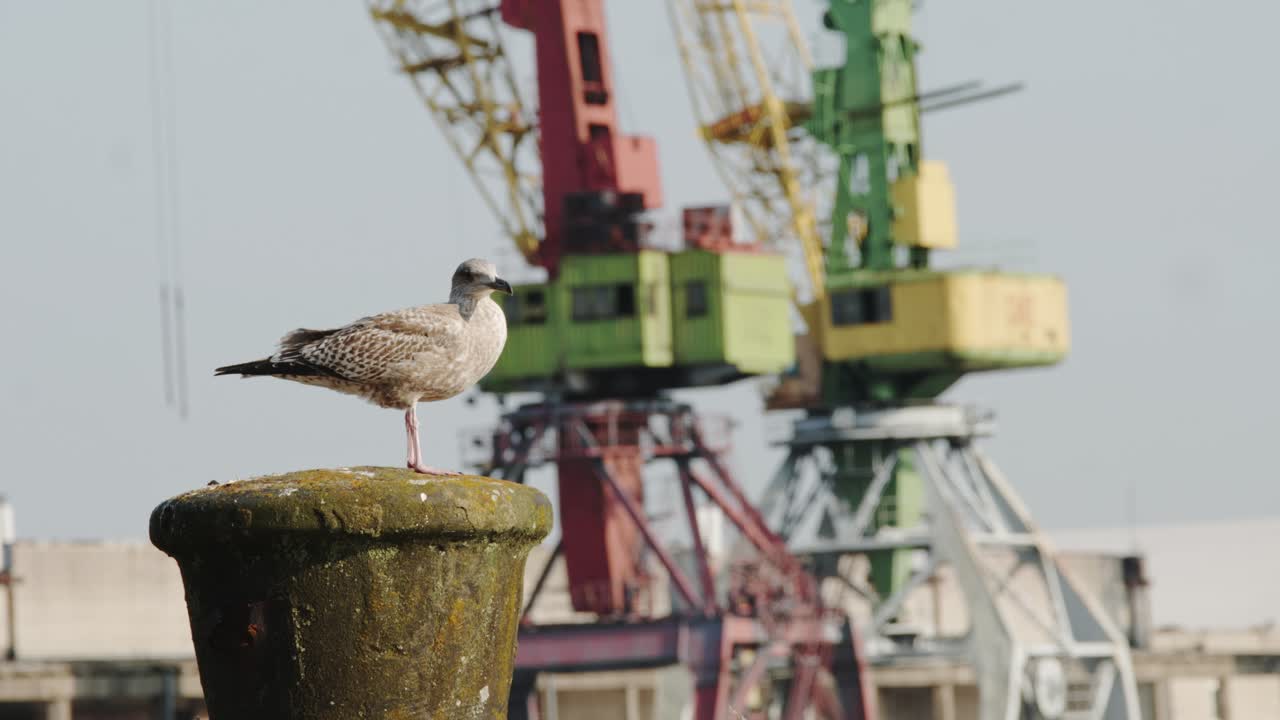 Resting herring gull on concrete post is startled by another in sunny old harbor