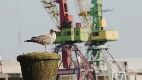resting herring gull on concrete post is startled by another in sunny old harbor