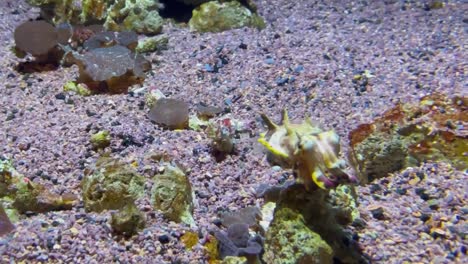 Flamboyant-Cuttlefish-swimming-towards-the-camera