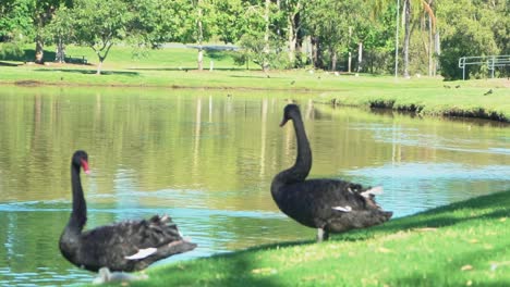 1080-Zwei-Schwarze-Schwäne,-Die-Sich-An-Einem-Sonnigen-Tag-In-Der-Nähe-Eines-Braunen-Sees-Und-Grünen-Grases-Umsehen