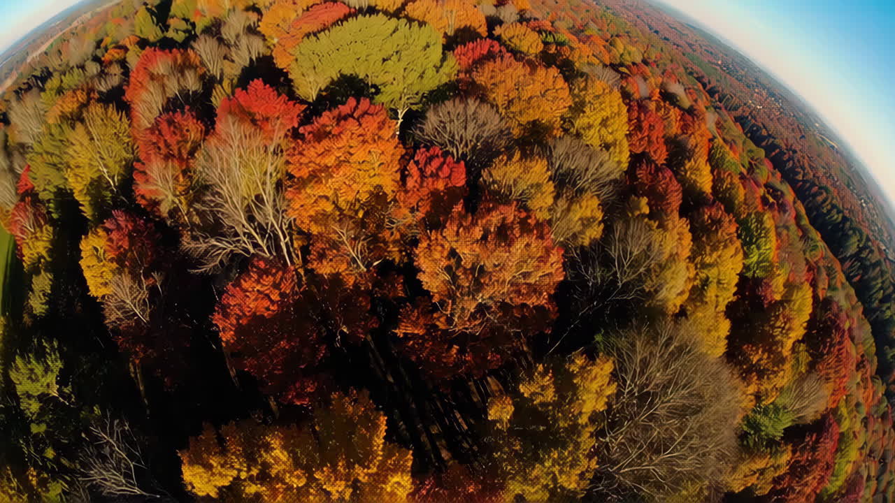 follaje de otoño vista aérea