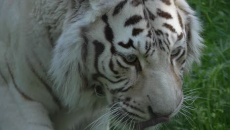 super slow motion of hungry white tiger- close up tracking shot