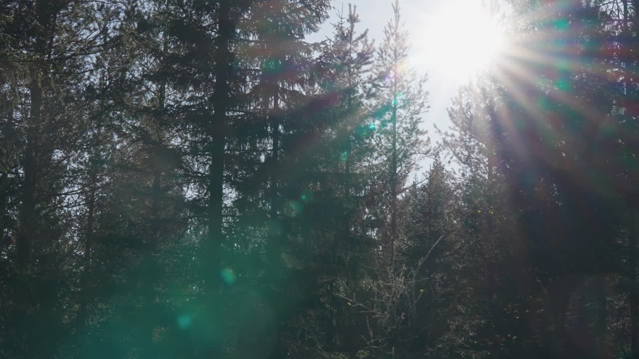 la luz del sol se filtra a través de las coronas de los pinos altos en las profundidades del bosque oscuro, proyectando rayos etéreos que iluminan el bosque.