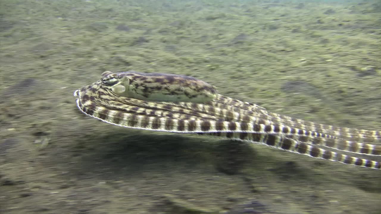 imitar pulpo imitando una platija, moviéndose de derecha a izquierda