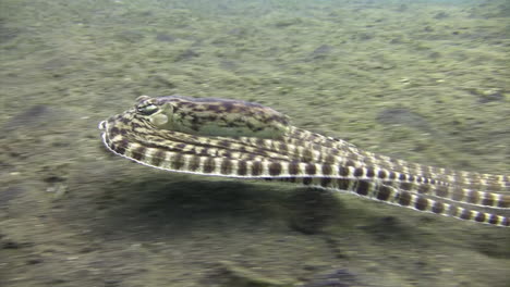 mimic octopus imitating a flounder, moving right to left