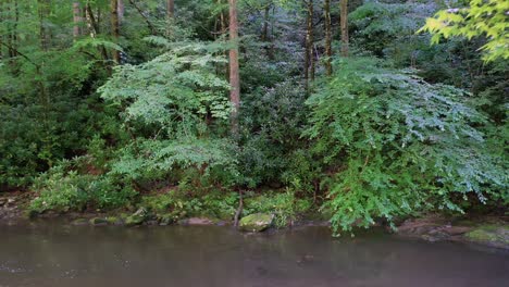 El-Bosque-En-Las-Montañas-Humeantes-En-Tennessee