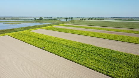 Eine-Drohne,-Die-Diagonal-über-Rapsfelder-Fliegt