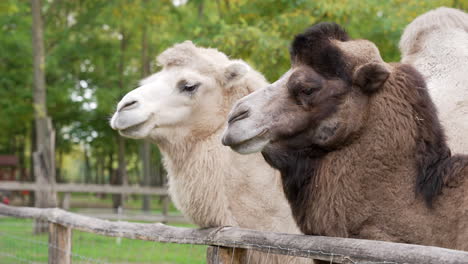 Camellos-Esperando-Comida-En-Cámara-Lenta