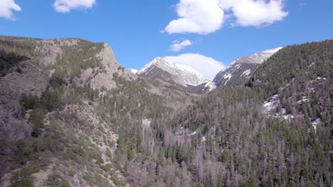 trees and mountains of colorado