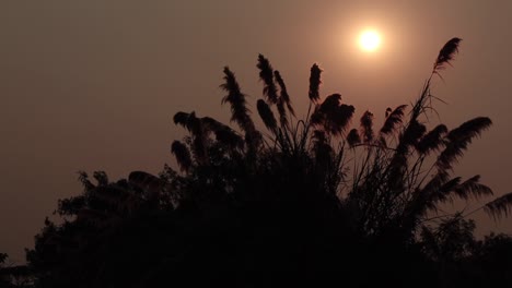 Silhouette-Grasblume-Auf-Dem-Sonnenuntergang-7