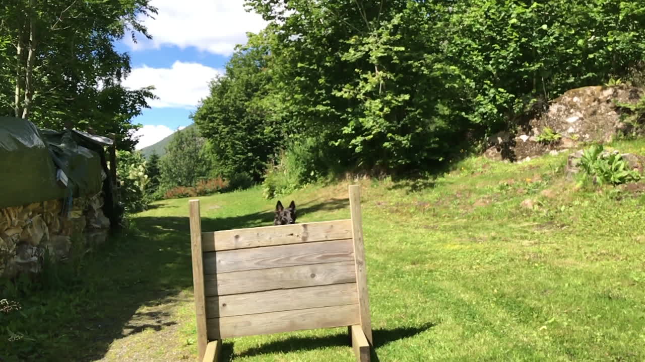 el perro tervuren salta sobre un obstáculo en cámara lenta