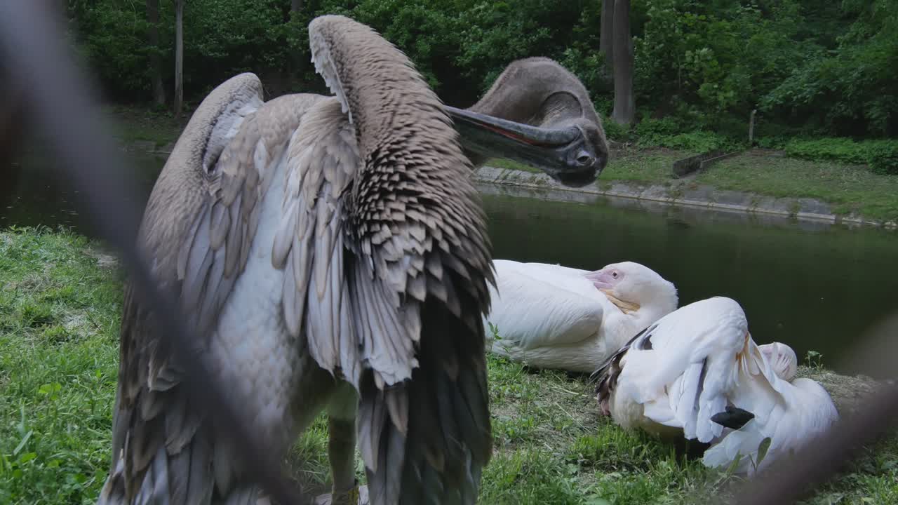 Close Up Gray Pelican Bird With Beak Cleans Feathers