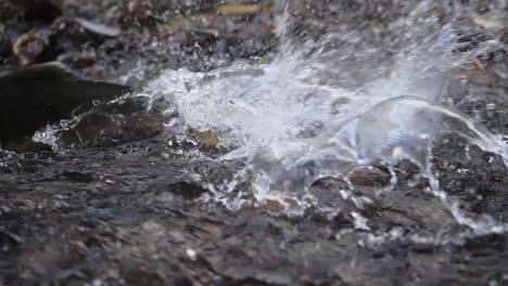 Slow motion medium shot of salmon spawning in British Columbia