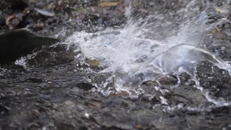 slow motion medium shot of salmon spawning in british columbia