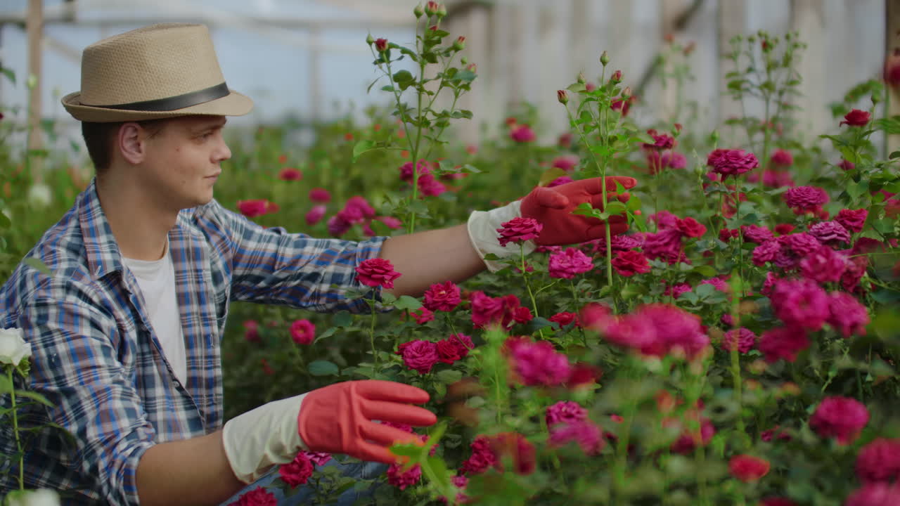Serra con rose in crescita all'interno, dove un giardiniere maschio con un cappello ispeziona boccioli e petali di fiori. Una piccola attività di coltivazione di fiori
