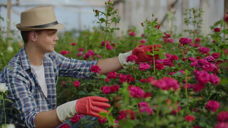 Invernadero-Con-Rosas-En-Crecimiento-Dentro-Del-Cual-Un-Jardinero-Con-Sombrero-Inspecciona-Capullos-Y-Pétalos-De-Flores.-Un-Pequeño-Negocio-De-Cultivo-De-Flores.