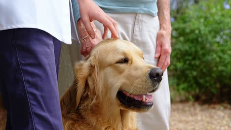 doctor and senior woman stroking a dog at home 4k